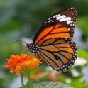 Danaus genutia (Common Tiger).JPG